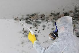 Best Biohazard Mold Removal  in Dublin, GA